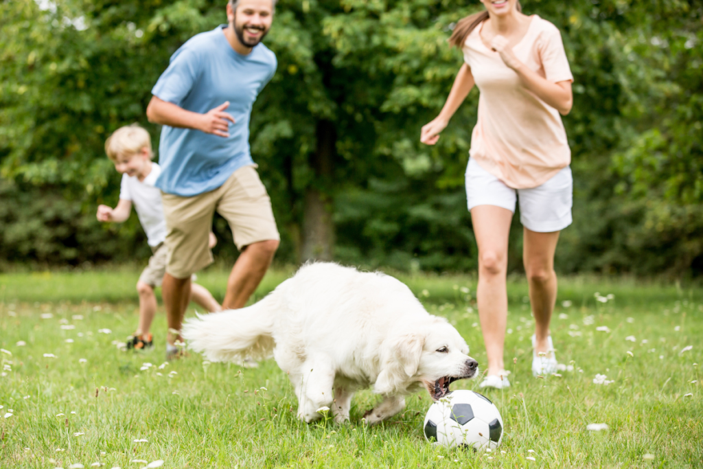 A brincadeira é um aspecto super importante no desenvolvimento e qualidade de vida do seu cachorro.