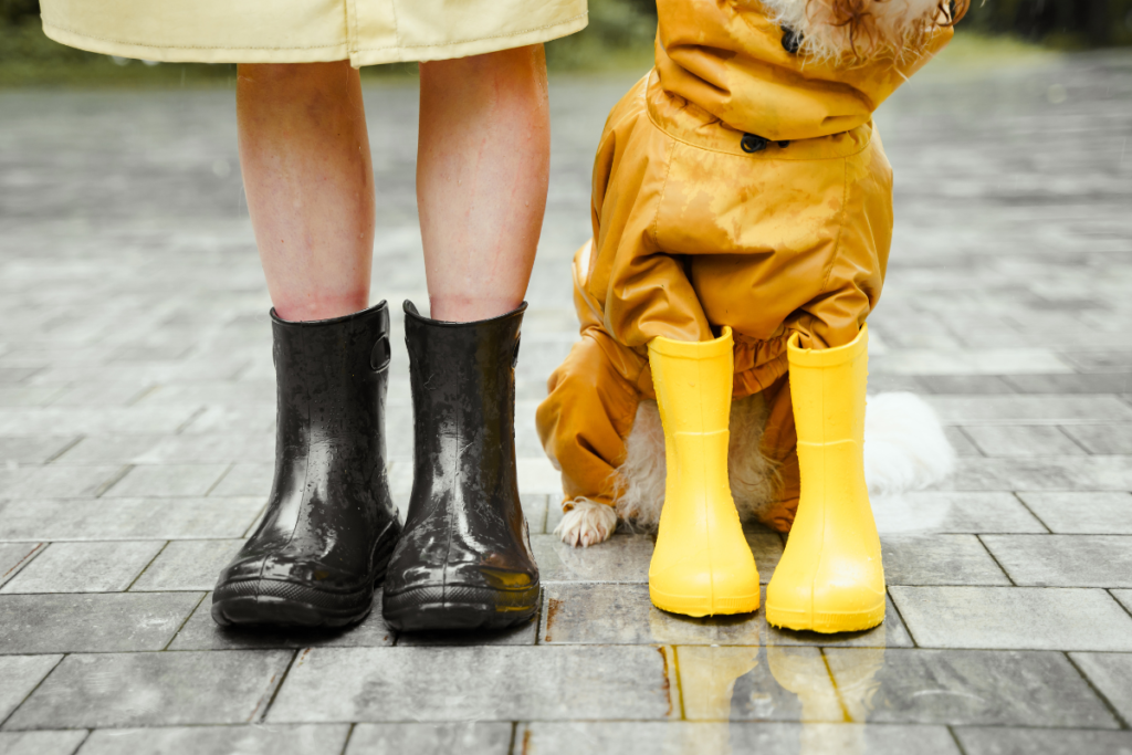 cães sentem medo de trovões