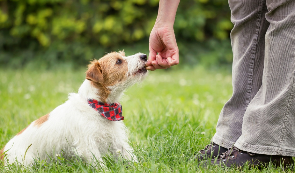 Como treinar o seu cão em casa. Na imagem, um homem oferece ao seu cão um petisco por obedecer ao comando de sentar.