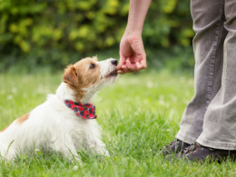 Como treinar o seu cão em casa. Na imagem, um homem oferece ao seu cão um petisco por obedecer ao comando de sentar.