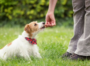 Como treinar o seu cão em casa. Na imagem, um homem oferece ao seu cão um petisco por obedecer ao comando de sentar.