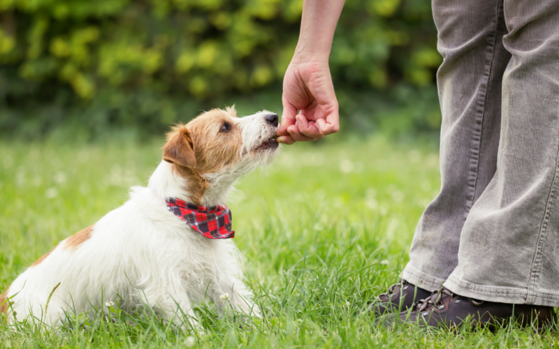 Como treinar o seu cão em casa. Na imagem, um homem oferece ao seu cão um petisco por obedecer ao comando de sentar.