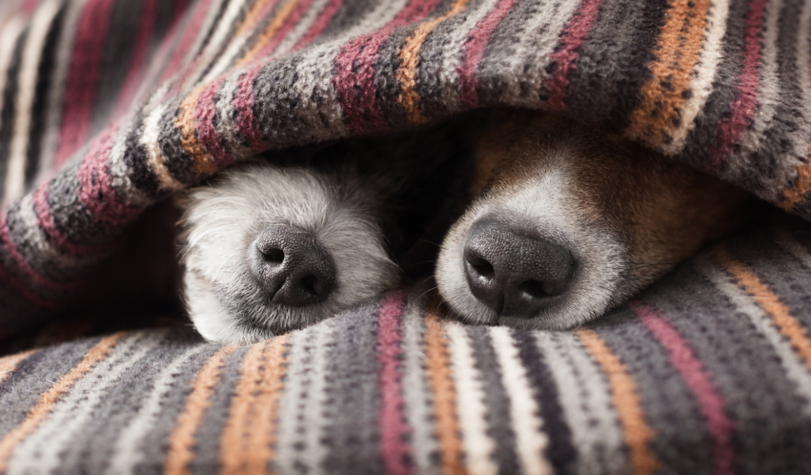 Como cuidar do seu cachorro durante o inverno