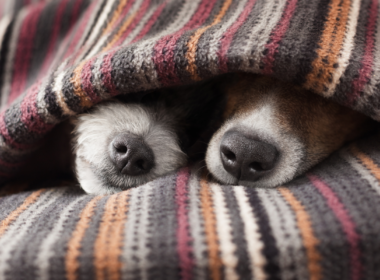 Como cuidar do seu cachorro durante o inverno