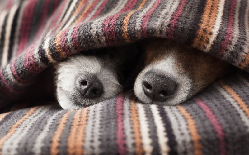 Como cuidar do seu cachorro durante o inverno