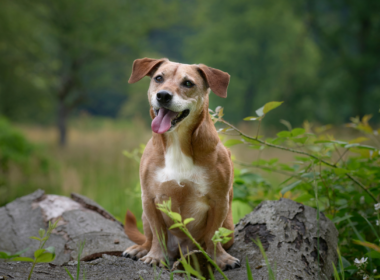 Um cachorro aparece feliz e animado em meio à natureza. Ele está tomando o seu banho de floresta e parece relaxado.