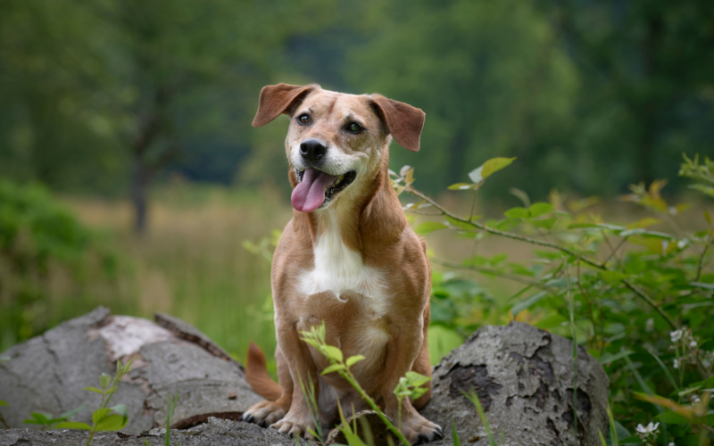 Um cachorro aparece feliz e animado em meio à natureza. Ele está tomando o seu banho de floresta e parece relaxado.