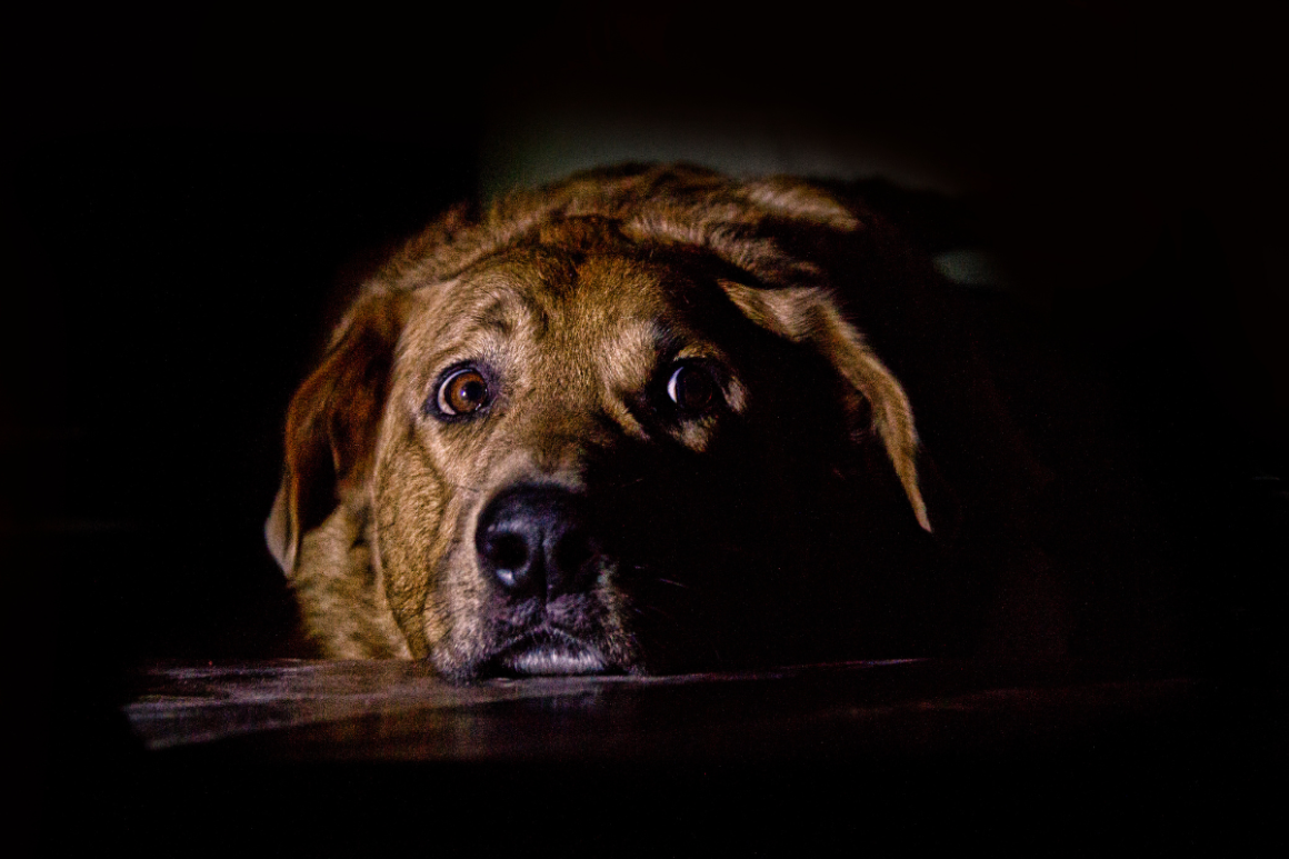 Por que os cachorros sentem medo de trovões?