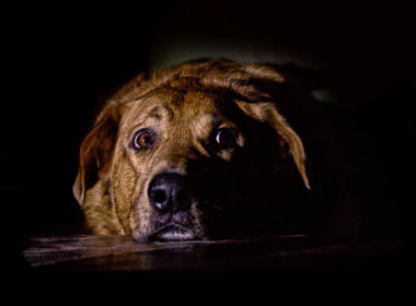 Por que os cachorros sentem medo de trovões?