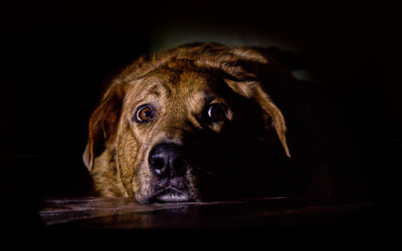 Por que os cachorros sentem medo de trovões?