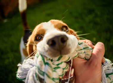 A brincadeira é um aspecto super importante no desenvolvimento e qualidade de vida do seu cachorro.