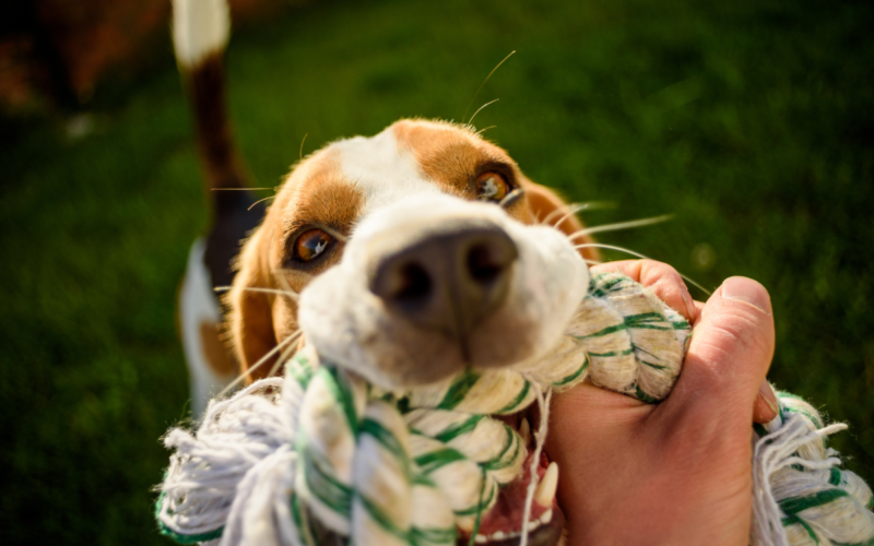 A brincadeira é um aspecto super importante no desenvolvimento e qualidade de vida do seu cachorro.