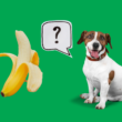 Será que cachorros podem comer banana?