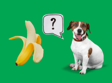 Será que cachorros podem comer banana?