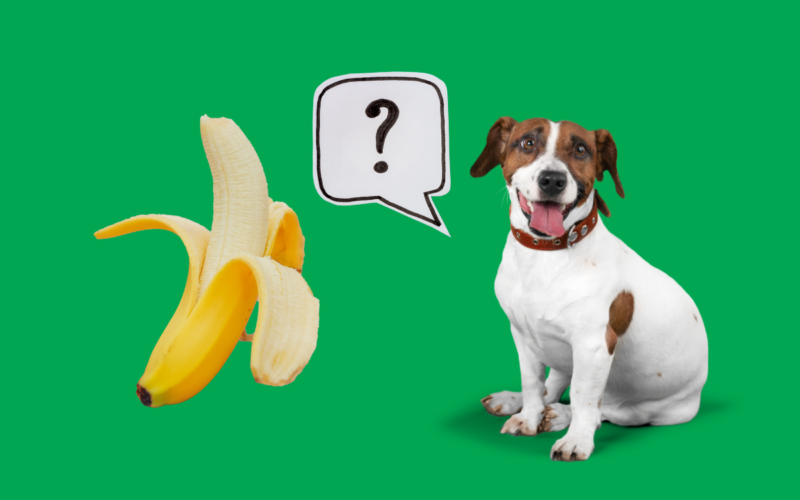 Será que cachorros podem comer banana?