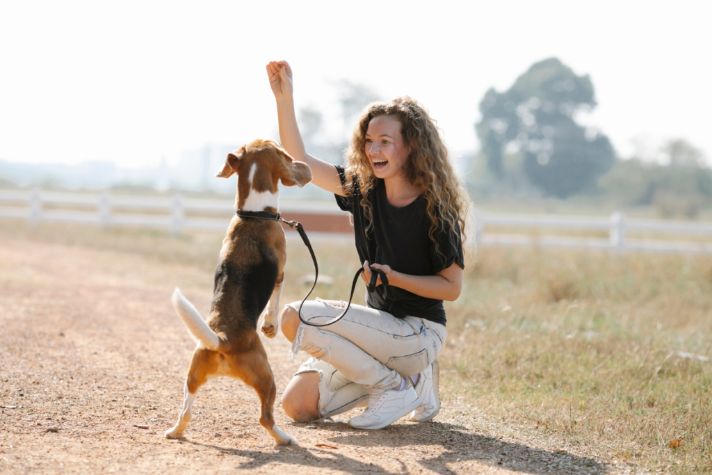 Como treinar o seu cão em casa. Na imagem, uma mulher brinca com o seu cão e oferece a ele um petisco por obedecer ao comando de sentar.