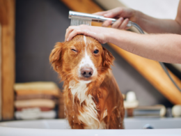 como ajudar o seu cão a superar o medo do banho