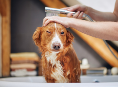 como ajudar o seu cão a superar o medo do banho