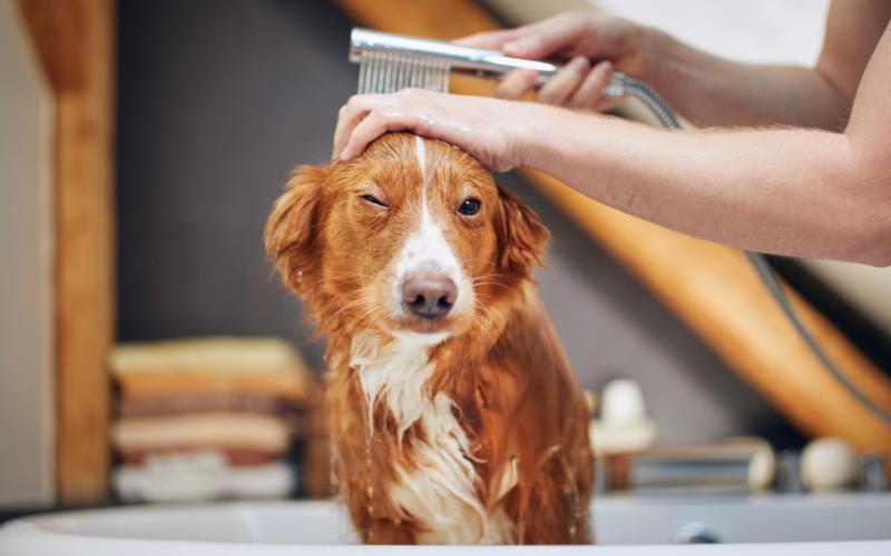 como ajudar o seu cão a superar o medo do banho